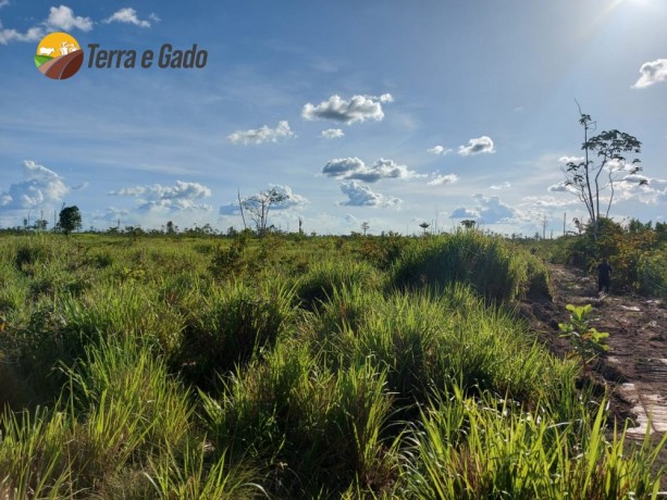 arrendamento-5-anos-carencia-120-alqueires-no-para-big-2