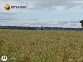 445-hectares-camapua-ms-small-0