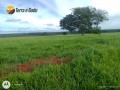 445-hectares-camapua-ms-small-2