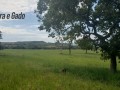 1000-hectares-rio-verde-ms-small-3