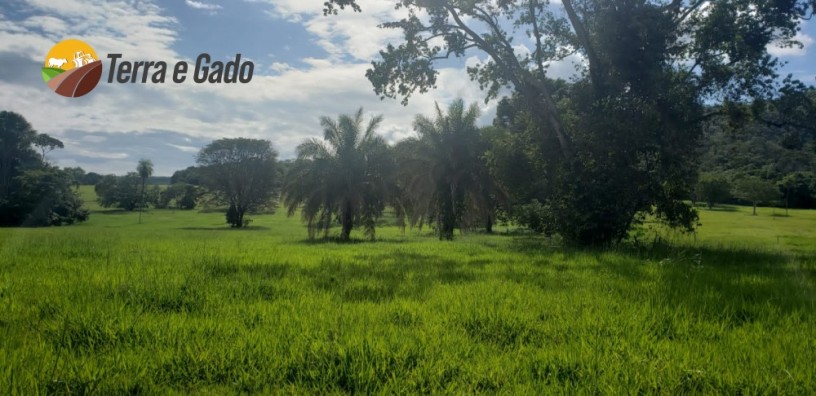 1000-hectares-rio-verde-ms-big-8