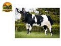 semen-british-blue-solway-view-some-boy-bezerros-de-pista-puros-e-comerciais-small-2