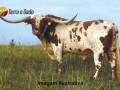 semen-texas-longhorn-importado-small-0