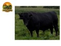 semen-dexter-planetree-hades-ex94-campeao-nacional-2025-livre-de-condrodisplasia-small-0