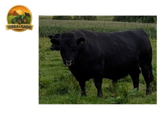 semen-dexter-planetree-hades-ex94-campeao-nacional-2025-livre-de-condrodisplasia