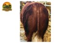 semen-lincoln-red-wretton-wrangler-sli-w097-facil-parto-e-temperamento-docil-small-0
