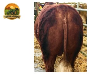 semen-lincoln-red-wretton-wrangler-sli-w097-facil-parto-e-temperamento-docil