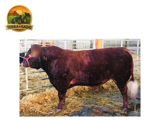 semen-lincoln-red-wretton-wrangler-sli-w097-facil-parto-e-temperamento-docil-big-2