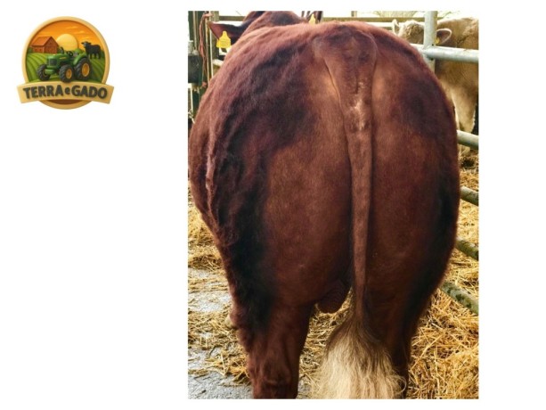 semen-lincoln-red-wretton-wrangler-sli-w097-facil-parto-e-temperamento-docil-big-0