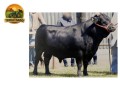 semen-dexter-apple-coda-avaliacao-linear-ex94-small-1
