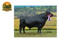 semen-dexter-apple-coda-avaliacao-linear-ex94-small-0