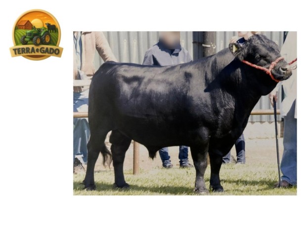 semen-dexter-apple-coda-avaliacao-linear-ex94-big-1