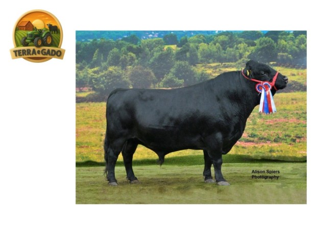 semen-dexter-apple-coda-avaliacao-linear-ex94-big-0