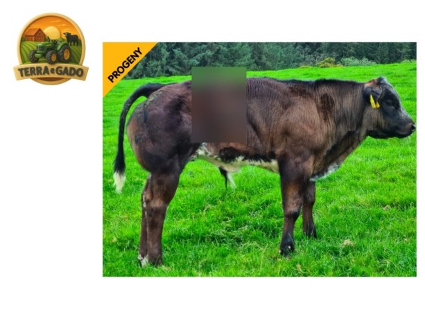semen-british-blue-us-heit-van-knedo-facilidade-de-parto-comprovada-uso-comercial-big-3