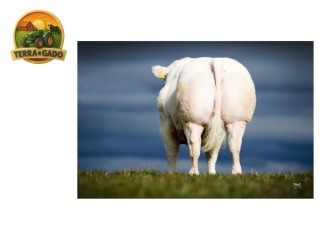 semen-british-blue-solway-view-larenzo-touro-branco-gestacao-curta-para-gado-de-leite