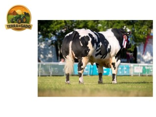 semen-british-blue-solway-view-horny-campeao-macho-testado-livre-de-defeitos-geneticos