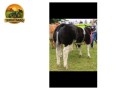 semen-british-blue-solwayview-dynamite-azul-belga-todo-preto-bezerros-vendidos-ate-13000-euros-small-2