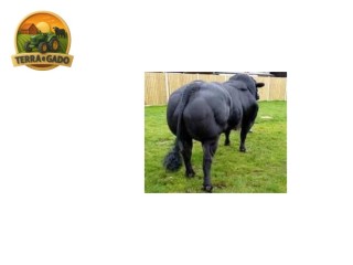 semen-british-blue-solwayview-dynamite-azul-belga-todo-preto-bezerros-vendidos-ate-13000-euros