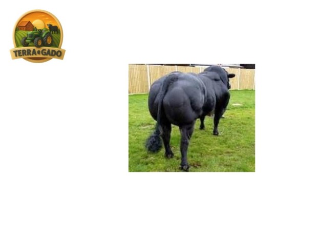 semen-british-blue-solwayview-dynamite-azul-belga-todo-preto-bezerros-vendidos-ate-13000-euros-big-0