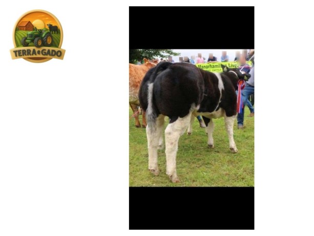 semen-british-blue-solwayview-dynamite-azul-belga-todo-preto-bezerros-vendidos-ate-13000-euros-big-2