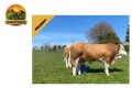 semen-simental-saltire-impressive-woodhall-ferrari-x-saltire-arnie-largura-e-musculatura-small-0