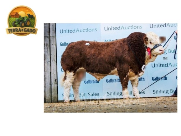 semen-simental-saltire-impressive-woodhall-ferrari-x-saltire-arnie-largura-e-musculatura-big-1