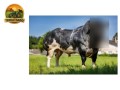 semen-british-blue-new-jersey-de-berligant-coloracao-ideal-para-bezerros-ruao-small-1