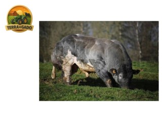 semen-british-blue-new-jersey-de-berligant-coloracao-ideal-para-bezerros-ruao