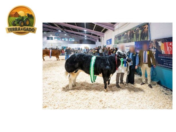 semen-british-blue-maidenlands-marvel-corrandulla-finton-x-obama-familia-de-partos-naturais-big-2