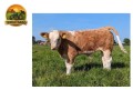 semen-simental-lissadell-mr-mularkey-pedigree-de-destaque-nos-dois-lados-small-4