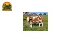 semen-simental-lissadell-mr-mularkey-pedigree-de-destaque-nos-dois-lados-small-5