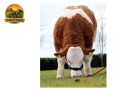 semen-simental-lissadell-mr-mularkey-pedigree-de-destaque-nos-dois-lados-small-2