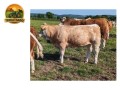 semen-simental-lissadell-mr-mularkey-pedigree-de-destaque-nos-dois-lados-small-7