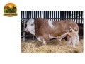 semen-simental-lissadell-mr-mularkey-pedigree-de-destaque-nos-dois-lados-small-0