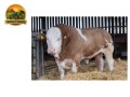 semen-simental-lissadell-mr-mularkey-pedigree-de-destaque-nos-dois-lados-small-1