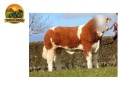 semen-simental-lissadell-mr-mularkey-pedigree-de-destaque-nos-dois-lados-small-6