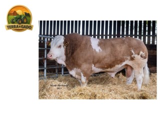 semen-simental-lissadell-mr-mularkey-pedigree-de-destaque-nos-dois-lados