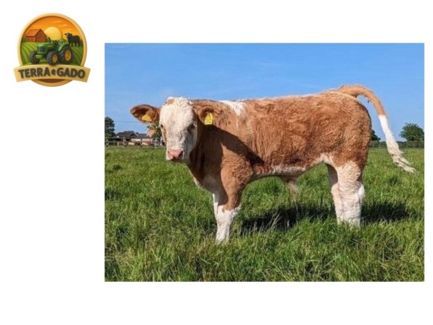 semen-simental-lissadell-mr-mularkey-pedigree-de-destaque-nos-dois-lados-big-4