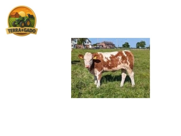semen-simental-lissadell-mr-mularkey-pedigree-de-destaque-nos-dois-lados-big-5