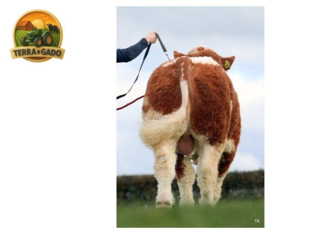 semen-simental-lissadell-mr-mularkey-pedigree-de-destaque-nos-dois-lados-big-3