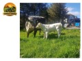 semen-speckle-park-lanmore-goliath-parto-facil-e-gestacao-curta-corte-e-cruzamento-em-leite-small-1