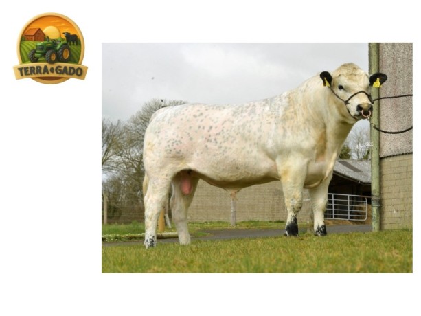 semen-speckle-park-lanmore-goliath-parto-facil-e-gestacao-curta-corte-e-cruzamento-em-leite-big-0