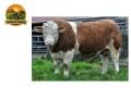 semen-simental-kilbride-farm-ivanho-17-pp-mocho-homozigoto-filho-de-sneumgaard-imperator-small-0