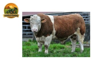semen-simental-kilbride-farm-ivanho-17-pp-mocho-homozigoto-filho-de-sneumgaard-imperator