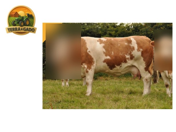semen-simental-kilbride-farm-ivanho-17-pp-mocho-homozigoto-filho-de-sneumgaard-imperator-big-1