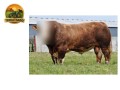semen-simental-kilbride-farm-hans-pp-linhagens-do-reino-unido-irlanda-dinamarca-e-alemanha-small-1
