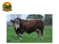 semen-simental-kilbride-farm-hans-pp-linhagens-do-reino-unido-irlanda-dinamarca-e-alemanha-small-3