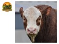 semen-simental-kilbride-farm-hans-pp-linhagens-do-reino-unido-irlanda-dinamarca-e-alemanha-small-0
