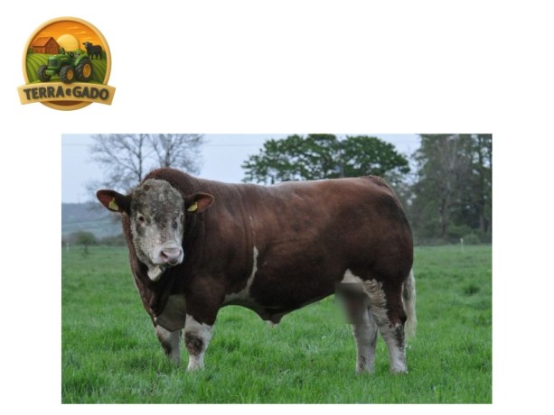 semen-simental-kilbride-farm-hans-pp-linhagens-do-reino-unido-irlanda-dinamarca-e-alemanha-big-3