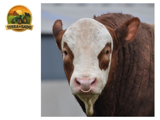 semen-simental-kilbride-farm-hans-pp-linhagens-do-reino-unido-irlanda-dinamarca-e-alemanha-big-0